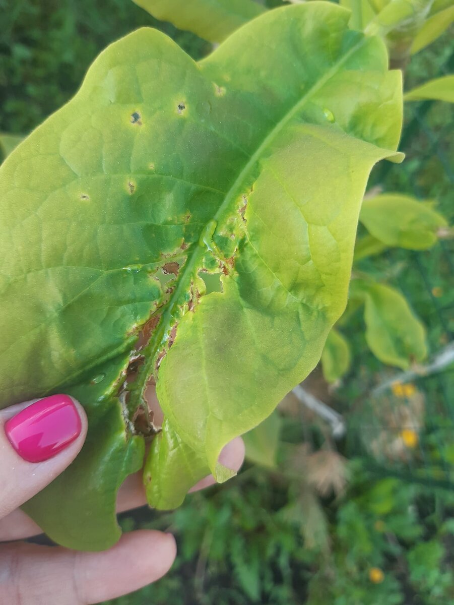 Коллега-агроном идентифицировал такие повреждения как последствие заморозков, однако при отсутствии поливов листья также сворачиваются