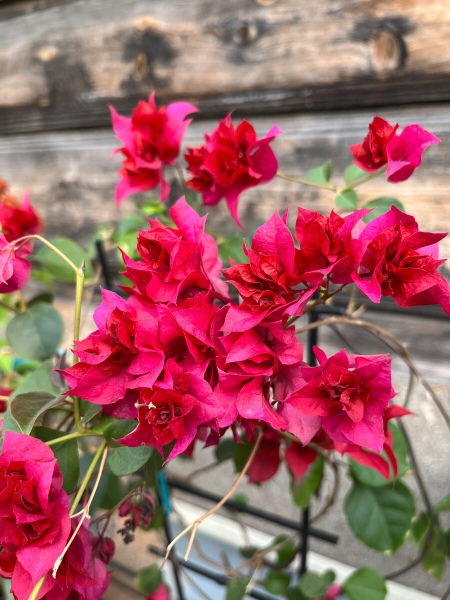 Малиновая бугенвиллея 