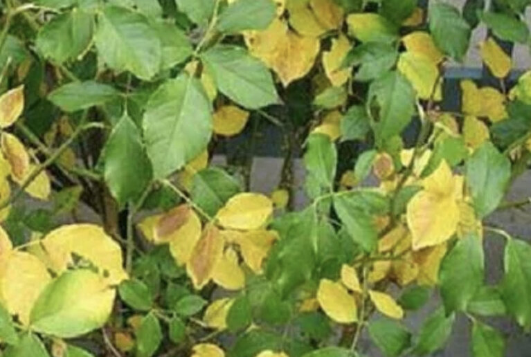 Marssonina rosae. Листья розы. Лист розы садовой. Трахеомикозное увядание роз. Пожелтение листвы на розах.