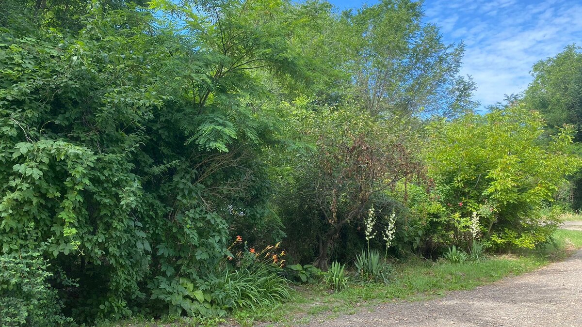 До уборки - непроходимые джунгли