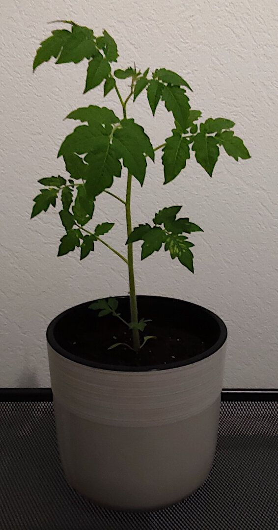 64-е сутки и 26 в горшке после пересадки #помидоры #томат #томаткнопка