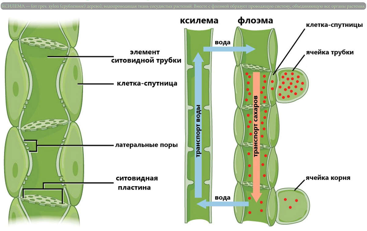 Ксилема и флоэма рисунок. Проводящая ткань растений рисунок. Клетки фотосинтезирующей ткани. Как выглядят ситовидные трубки. Механическая и фотосинтезирующая ткань.