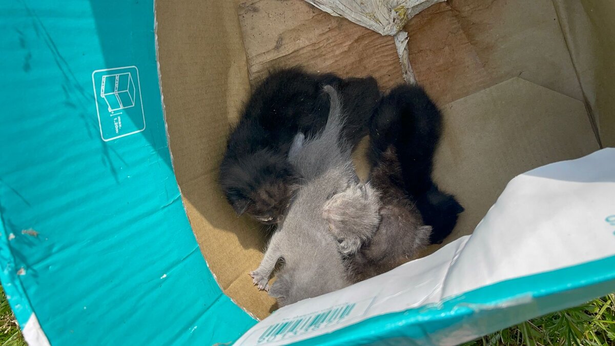 Выбросили кота. Выбрасывают животных на улицу. Выбросили кота. Выбросили кота. Котята которых выбросили на улицу.