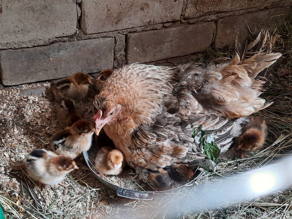 Первая мамашка