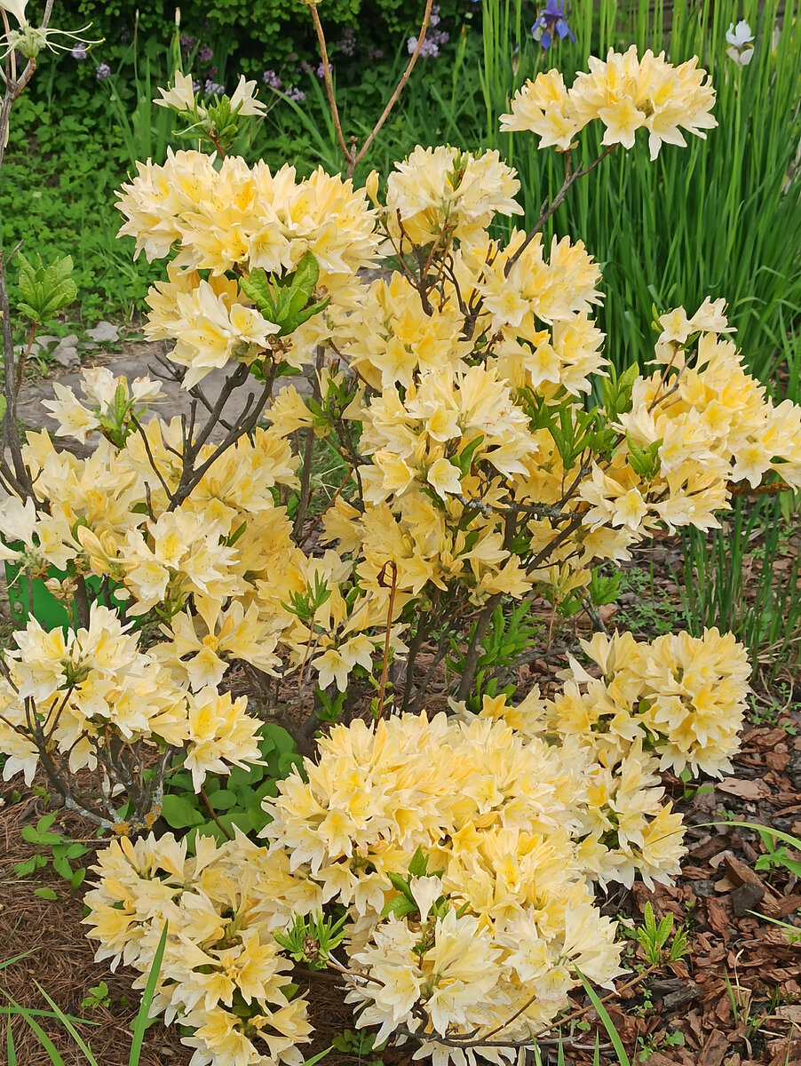 В ботаническом саду СПб