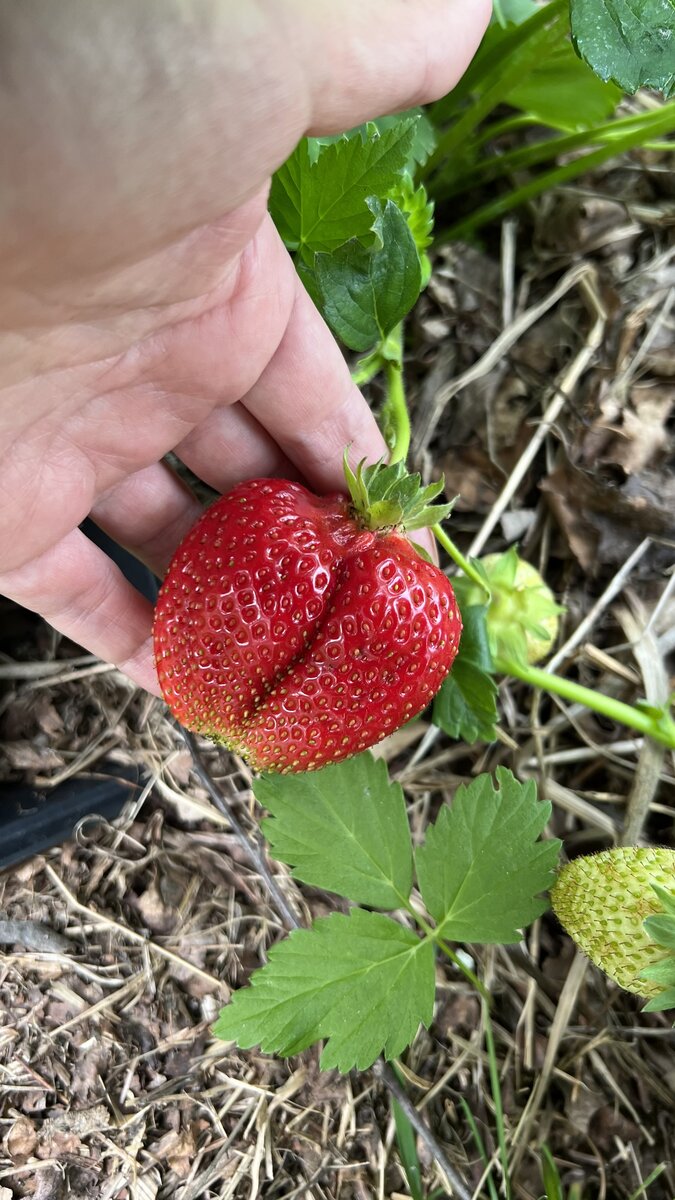 Летняя клубника 🍓 сорт Альба 