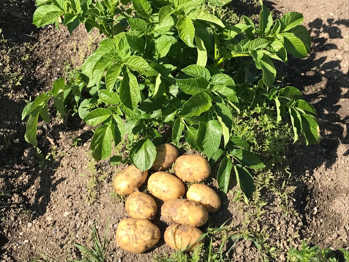 Что пошло не так с урожаем зеленого картофеля?