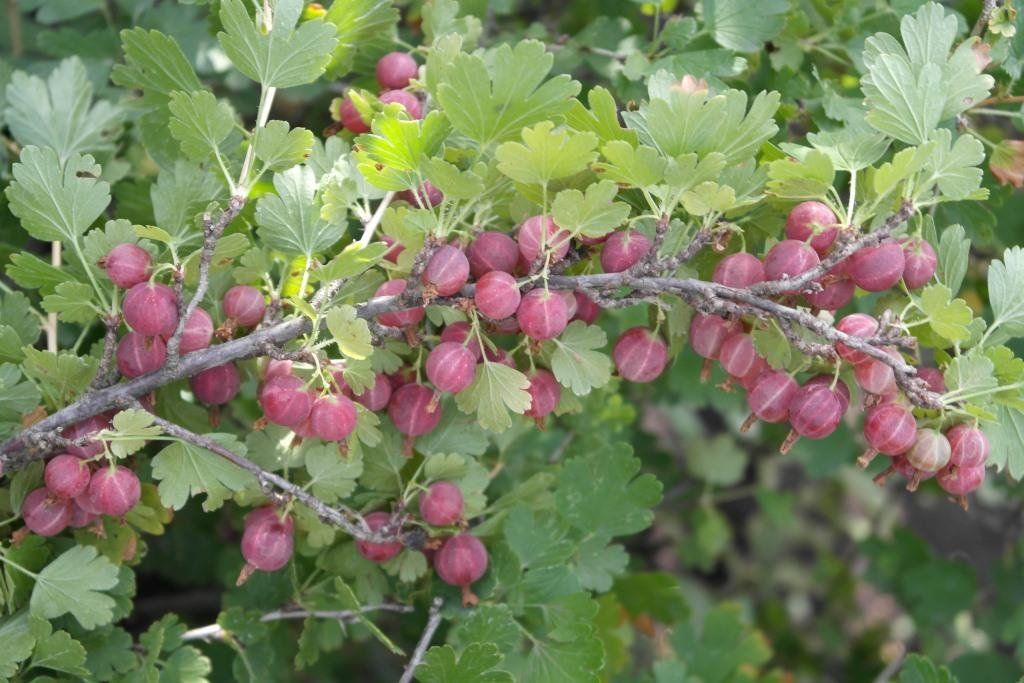 Куст смородина крыжовник. Крыжовник красный куст. Неколючий крыжовник. Крыжовник куст колючий. Крыжовник продолговатый красный.