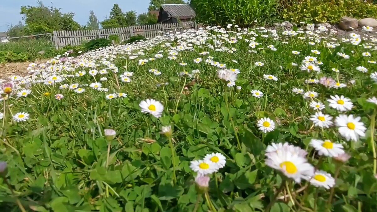 С виду очень даже безобидный скромный цветочек.