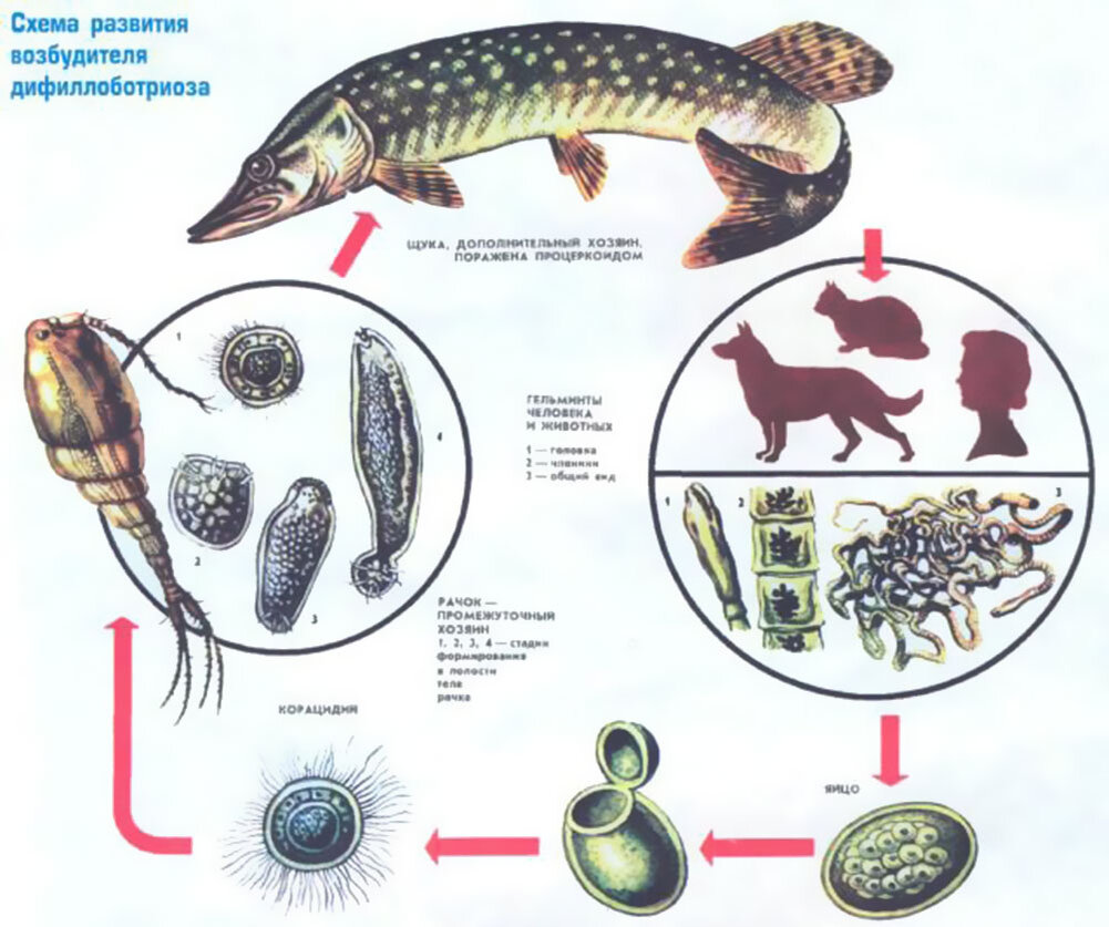 Промежуточный хозяин червей. Сибирская двуустка жизненный цикл. Дифиллоботриоз цикл развития схема. Дифиллоботриоз возбудитель промежуточный хозяин. Широкий лентец цикл развития.