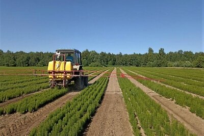    Сеянцы в подмосковных лесных питомниках Комлесхоза ©Пресс-служба комитета лесного хозяйства Московской области