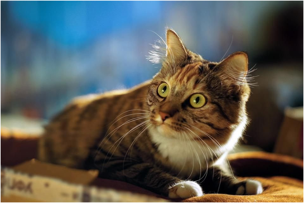 6 причин появления черных точек на подбородке у кошки | Мур - Мяу | Дзен