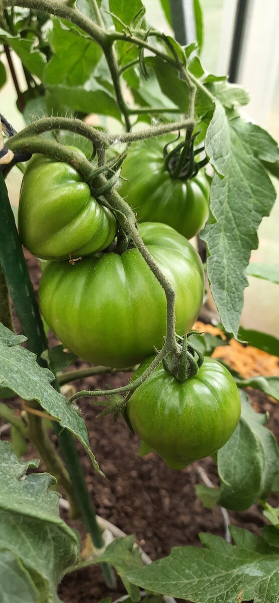 Первая кисть томата "Мадрид"