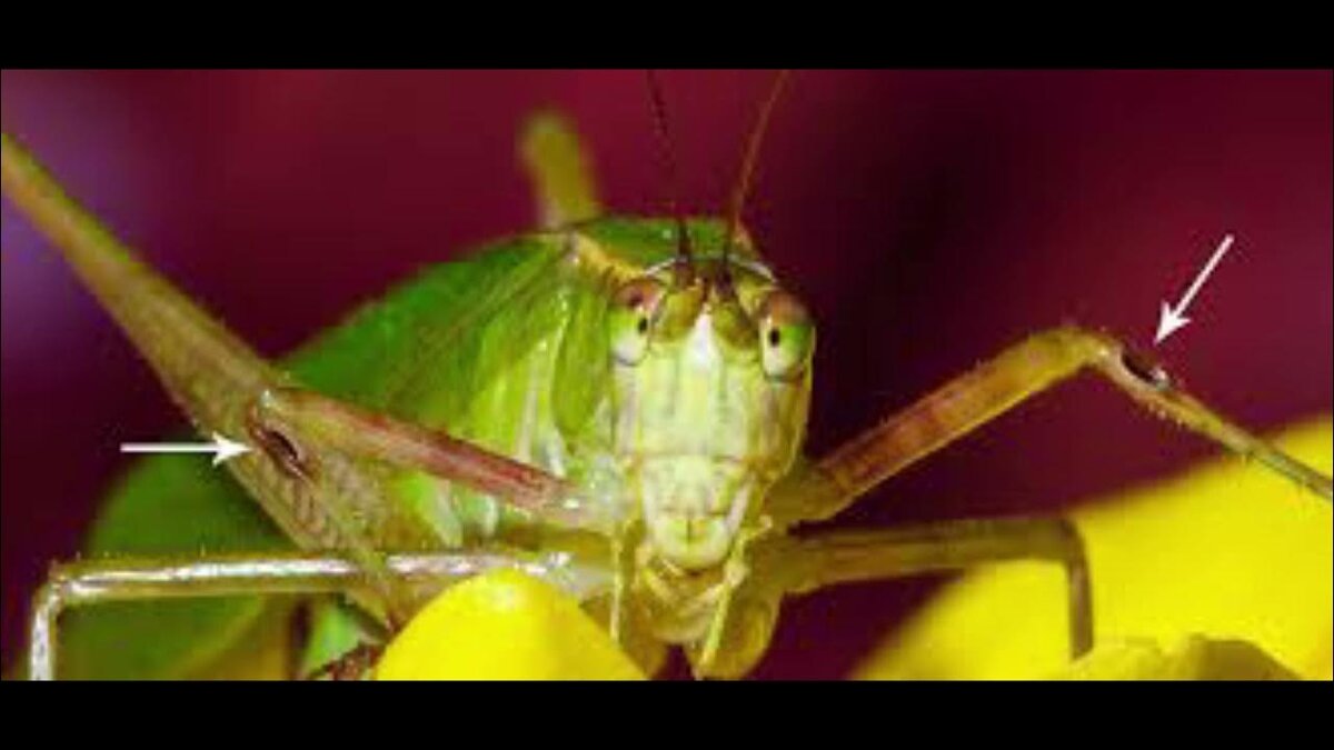 Ну да. слушаю ногами. И что?