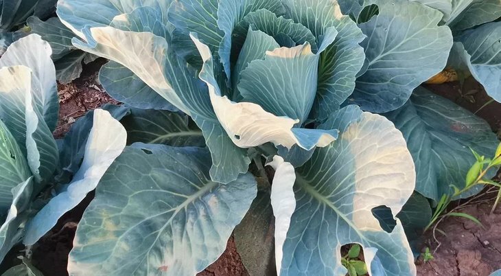    Почему вянет капуста: 4 возможные причины