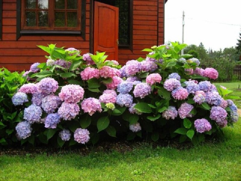 Как заставить гортензию пышно цвети до самых заморозков