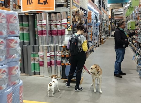 Собаки с хозяйкой в магазине