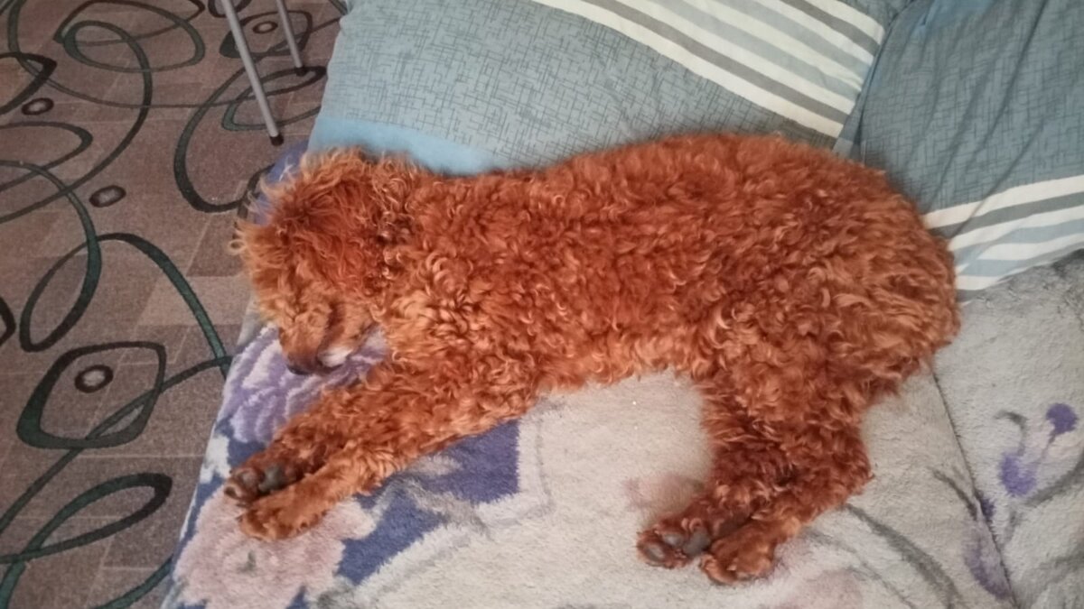 Румпель: - Жизнь удалась. 