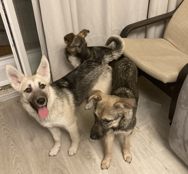 Всё разнообразие ушей )