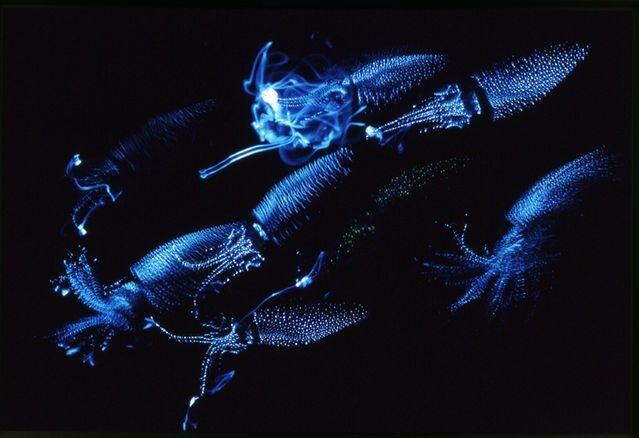 Свечение кальмаров – элемент брачных игр. Голубые огоньки большого скопления кальмаров напоминают световое шоу