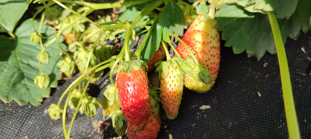 Клубника начинает спеть, 👍