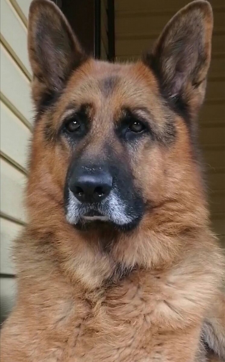 Главный герой канала Гросс