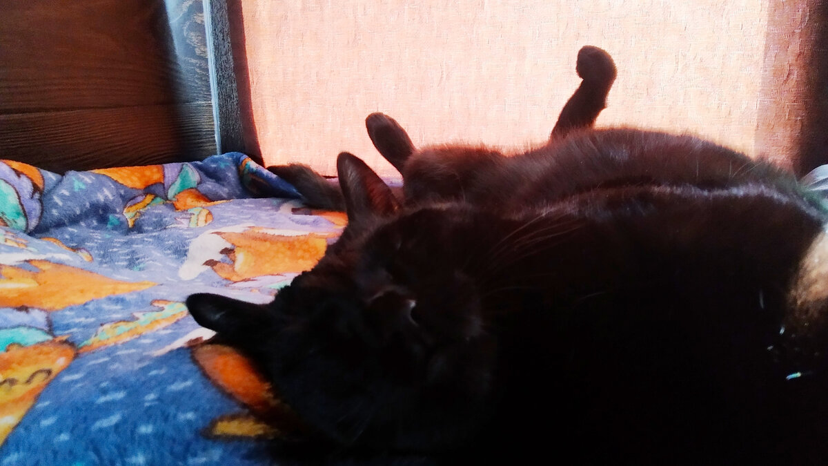 Кот Тихон.
