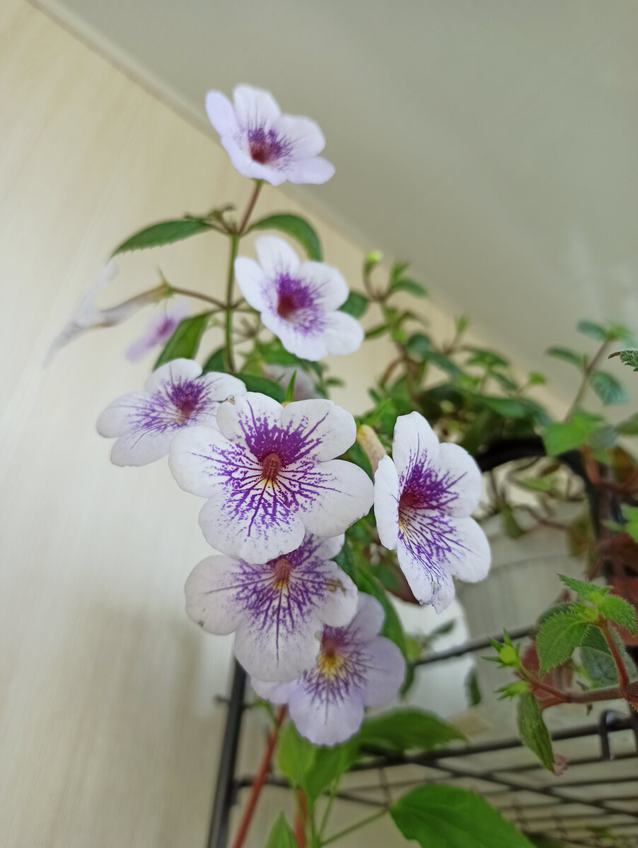 Ахименес Ambroise Verschaffelt