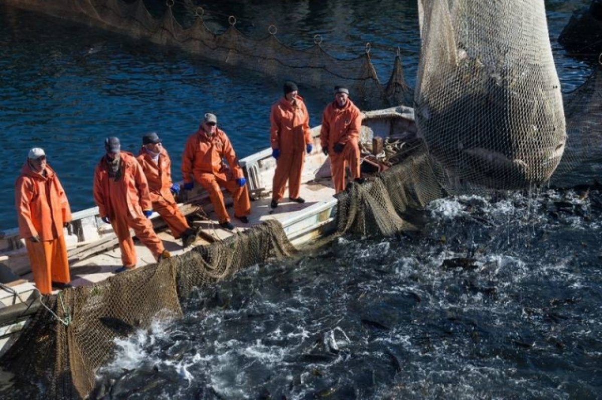    Приморским рыбакам разрешили выловить ещё 600 тонн горбуши