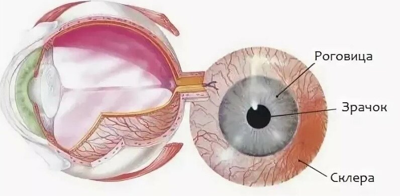 лечение оболочки глаза. сенильная катаракта глаза. Choroid. дегенерация желтого пятна (макулодистрофия). лечение оболочки глаза.