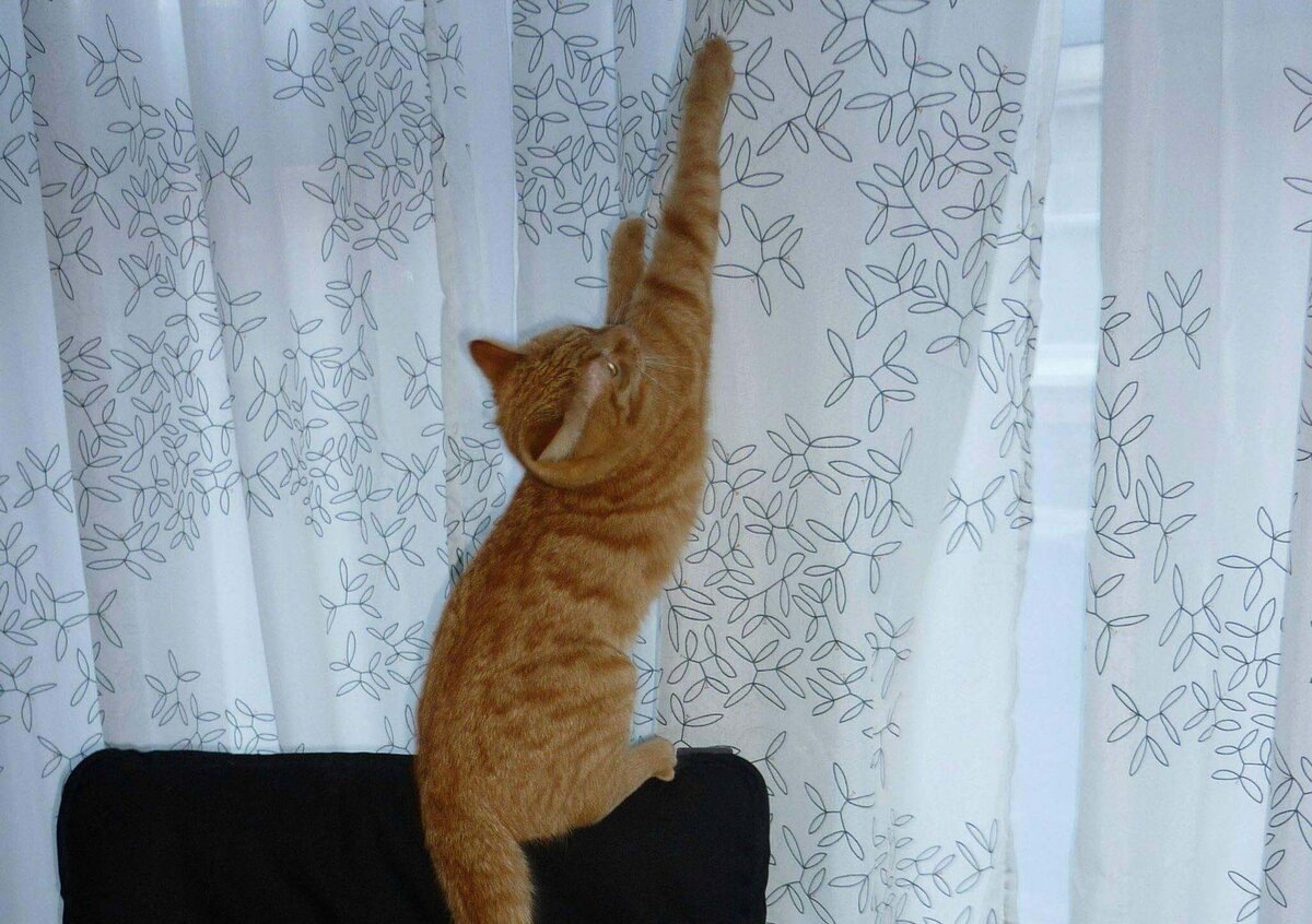 Кот на шторе
