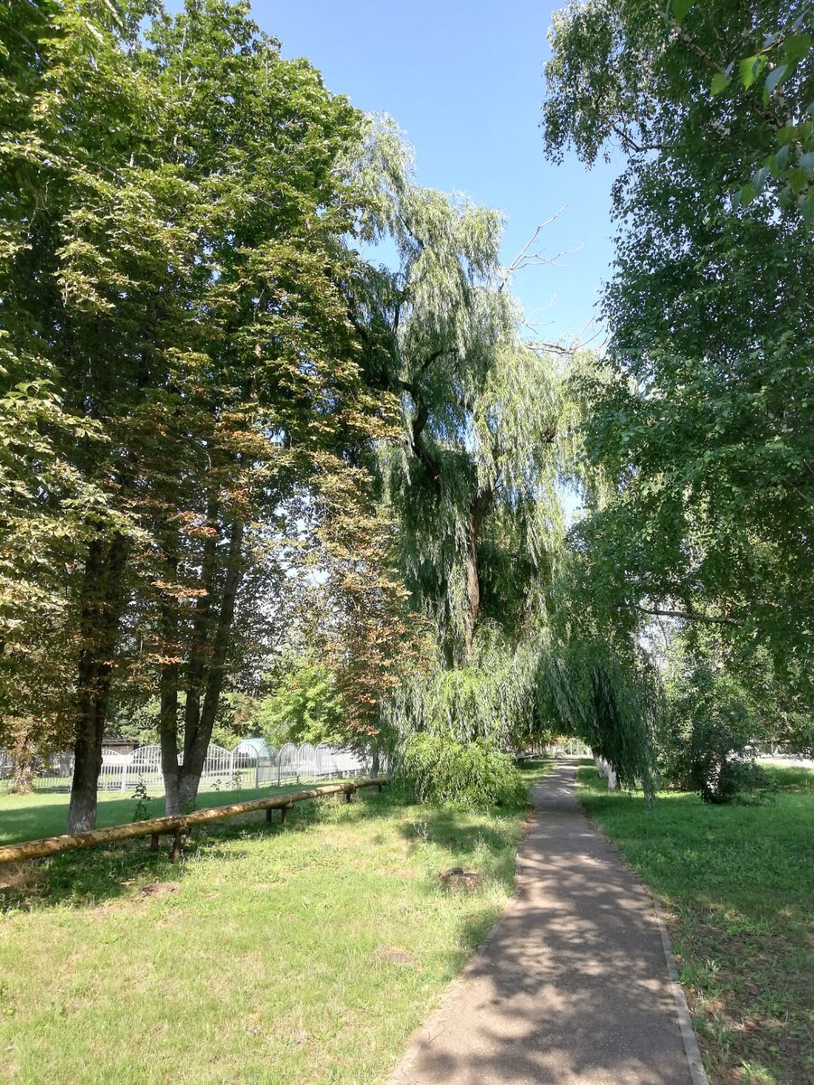 Личное фото автора. Мне эта ивушка очень нравится.