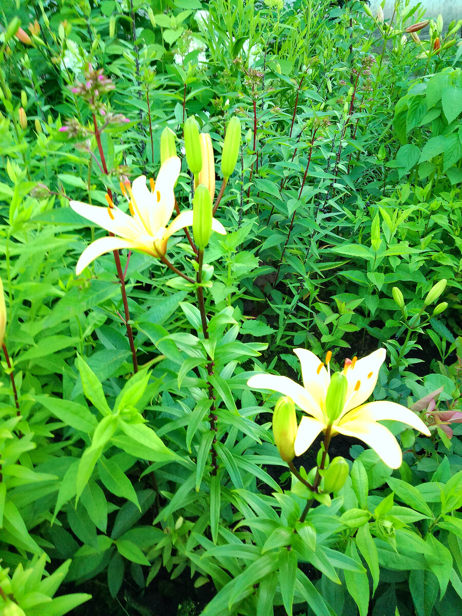 Вот как не стараюсь, а всё" Ситцевые платье" получается. | Липецкий ...
