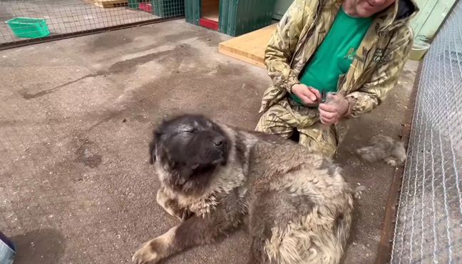 Из многострадального Донецкого зоопарка недавно привезли кавказскую овчарку. Собака была в плохом состоянии: крайне напугана военными событиями, шерсть свалялась, проблемы со здоровьем.-5