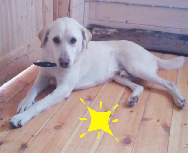 Вот он наш красавец, не в самом лучше качестве, но стать видна из далека))