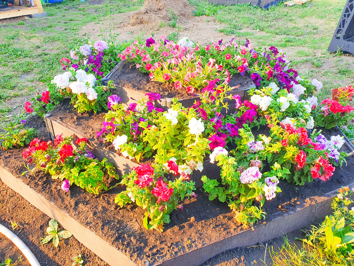 Одна из клумб - ну красота же? Да, но поливать тоже надо, притом часто...