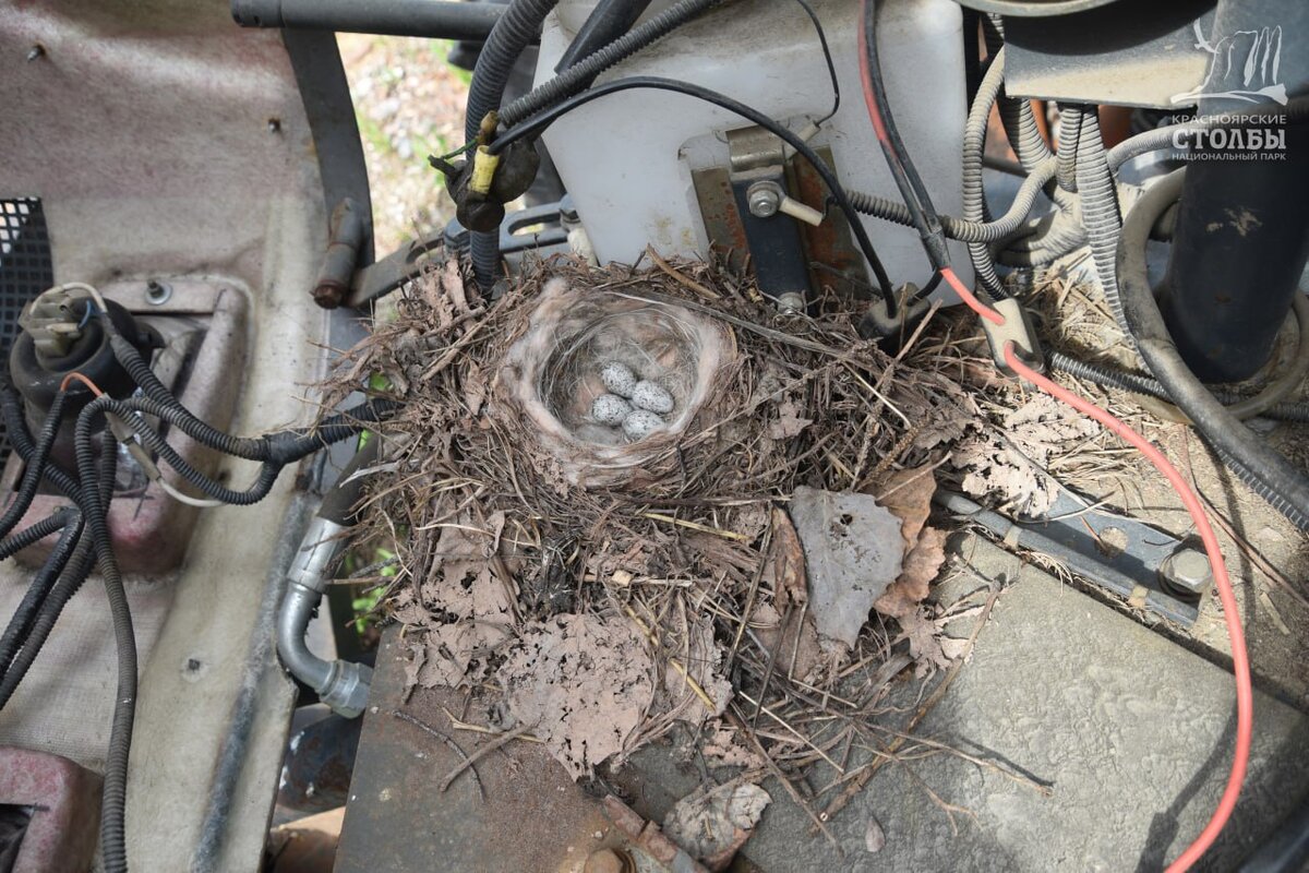 Фото: «Столбы»