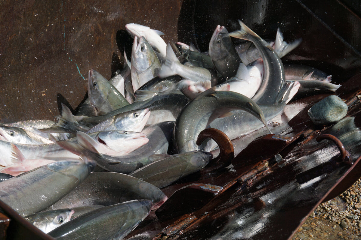 © фото редакции.