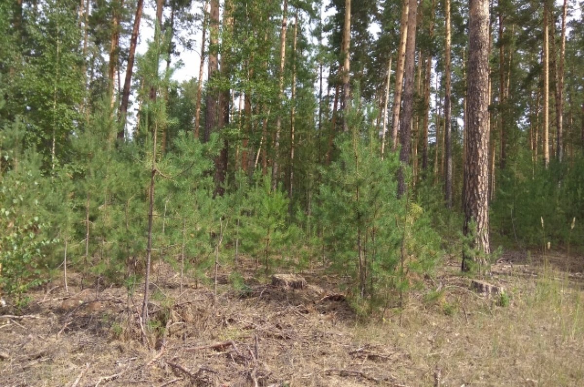    В Красноярском крае задержали чёрных лесорубов за рубку леса на 13 млн руб