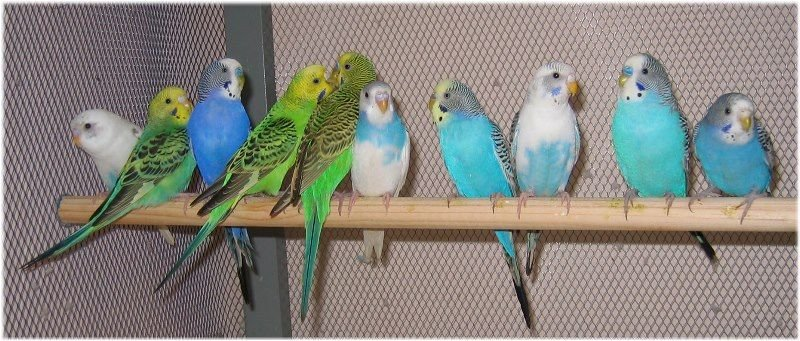 Волнистые попугаи. Фото автора.