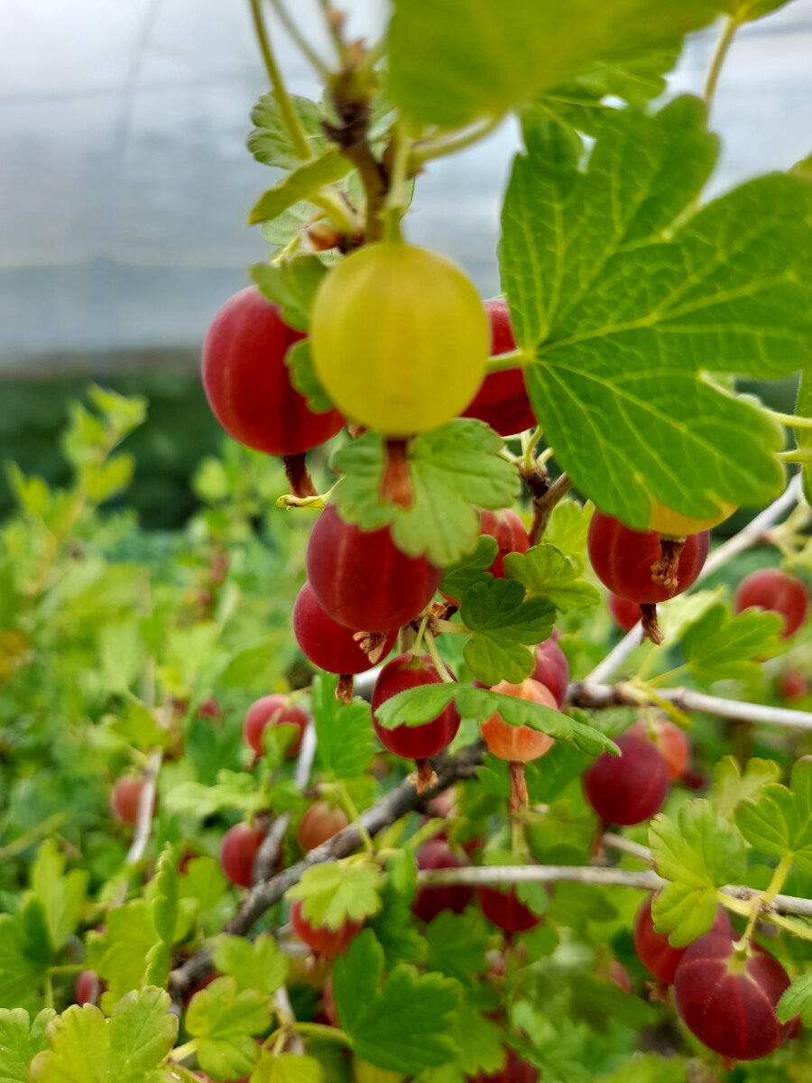 Крыжовник уж почти созрел. Фото автора