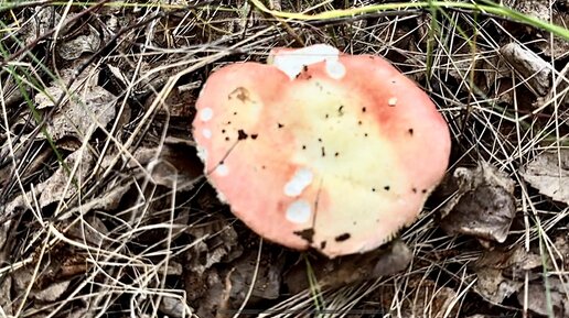 Сыроежка нежно-розового цвета. Сыроежка берёзовая (Russula betularum).