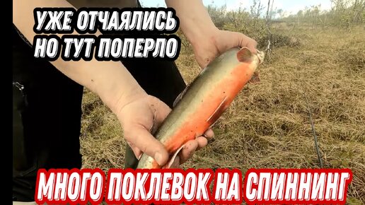 Водно-пеший ПОХОД за АРКТИЧЕСКИМ ГОЛЬЦОМ и КУМЖЕЙ. РЫБАЛКА в тундре КОЛЬСКОГО ПОЛУОСТРОВА.