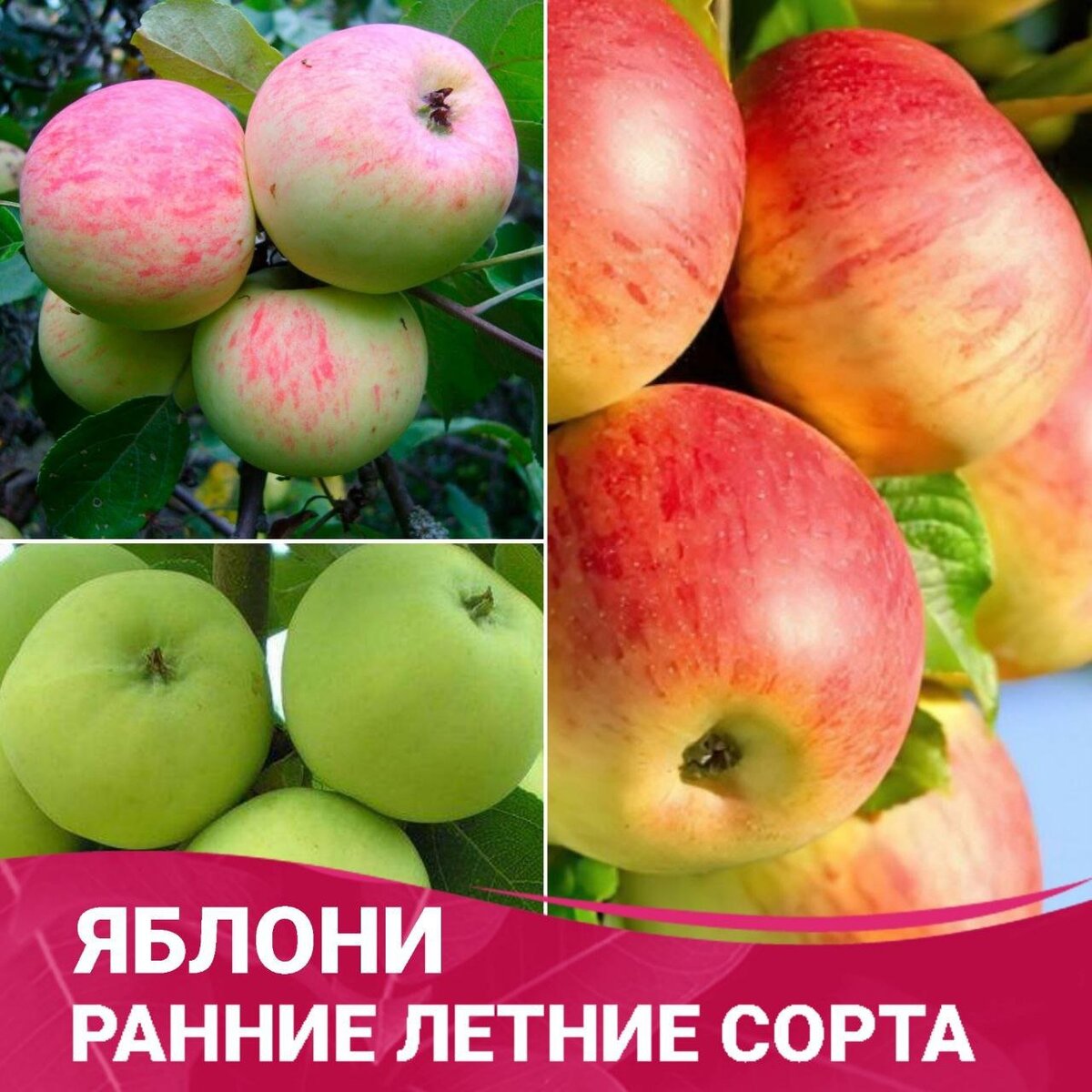 Ранние летние сорта яблонь - открытие ароматных и сочных фруктовых сокровищ🍏🍎🍏