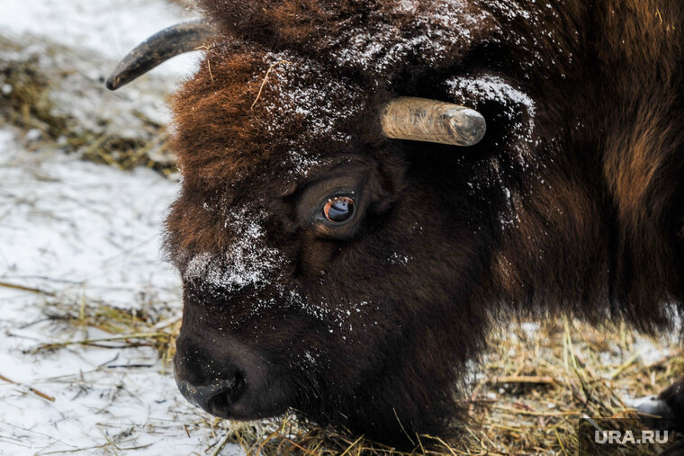    Карантин отменен в связи с проведением всех необходимых мероприятий