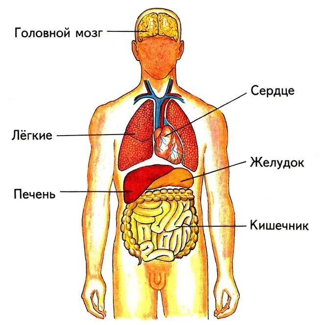 Легкие человека карандашом