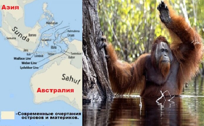 СУХОПУТНЫЙ "МОСТ" ИЗ АЗИИ В АВСТРАЛИЮ 24ТЫС.ЛЕТ НАЗАД(слева)\ОРАНГУТАН ПЕРЕХОДИТ НА СОСЕДНИЙ ОСТРОВОК(справа). (zefirka.net\википедия)