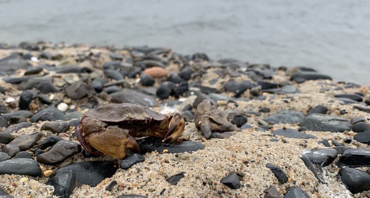 Фото крабика из Владивостока для привлечения внимания.