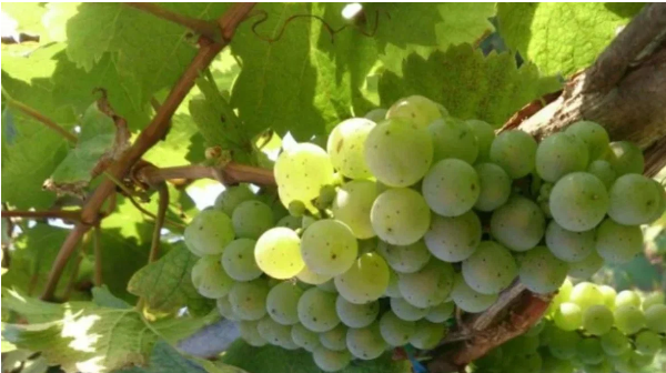 Грозди винограда