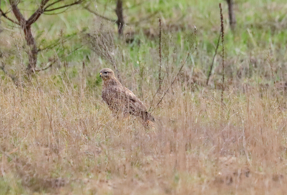 Наблюдет за нами 